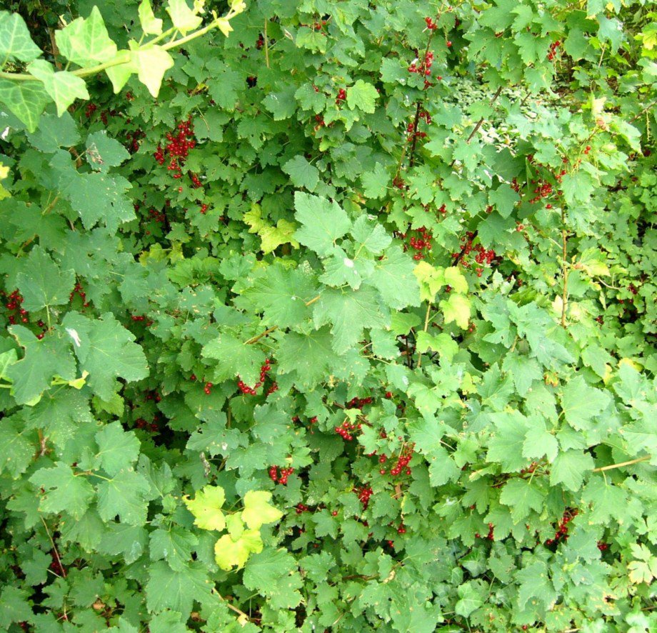 Landsberger Str.jpg Wohngrundst�ck Berlin Mahlsdorf