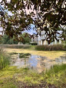 Au�enanlage Kapitalanlage zwischen Biotop und BER in Sch�nefeld
