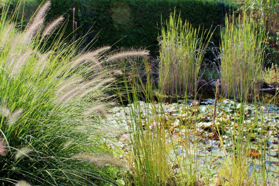 Detail Teich Einfamilienhaus Blankenfelde-Mahlow