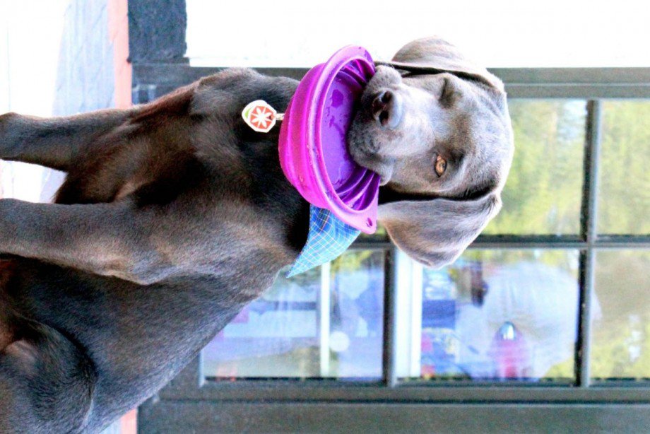 Bereit zum Gassigehen! Etagenwohnung Berlin Nikolassee