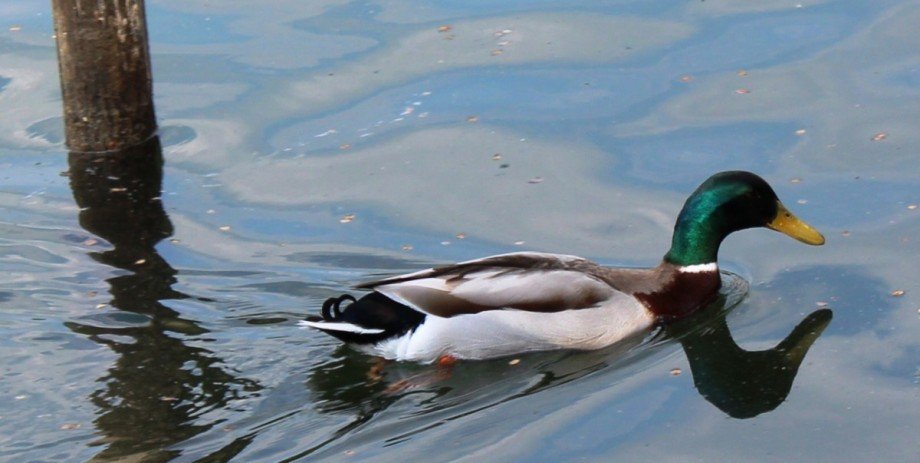 Ente.JPG Etagenwohnung Berlin Zehlendorf