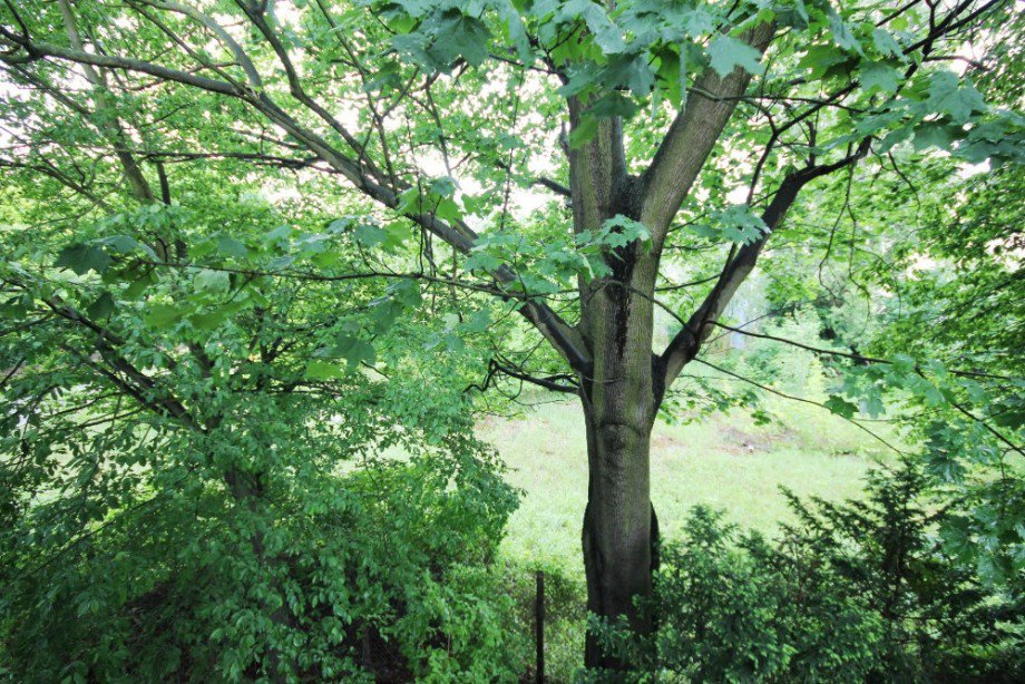 Ausblick zum unbebauten Nachbargrundst�ck. Mehrfamilienhaus Berlin