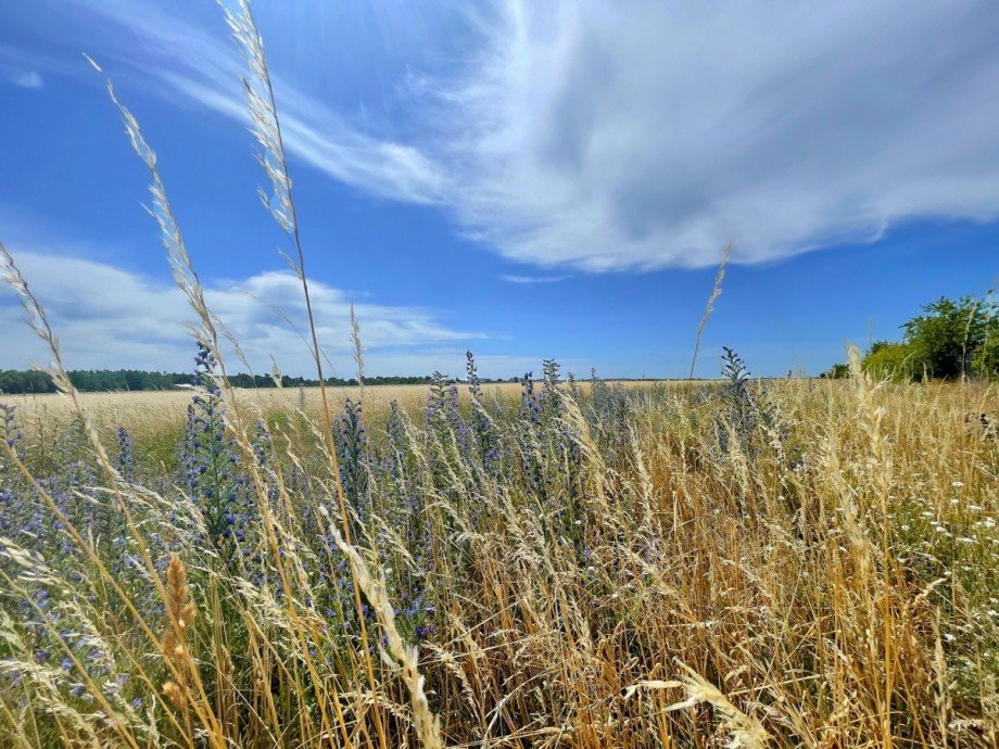 Naturraum vor der Haust�r Wohngrundst�ck Sch�nefeld
