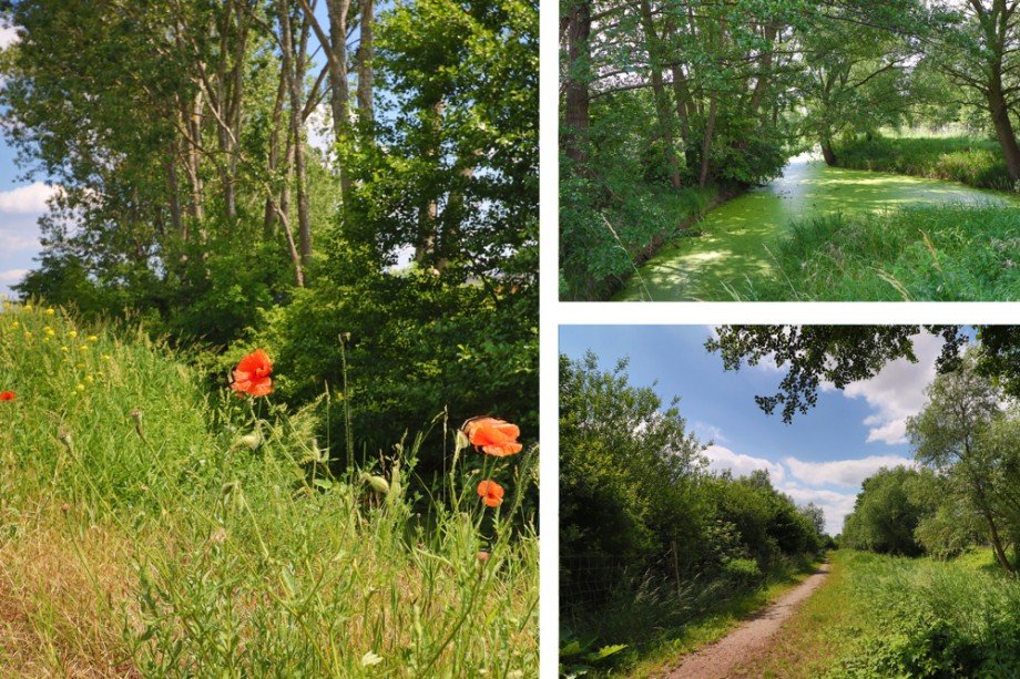 Naturraum direkt vor der Haust�r Wohngrundst�ck Sch�nefeld