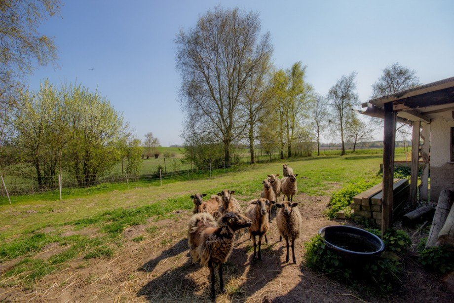 angrenzende Weidefl�che Einfamilienhaus Poseritz / R�gen