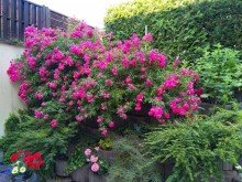Terrasse unten , pinke Rosen 2 x Terrasse + 2 x Wohnen + 2 x K�che + 2 x Bad + 4 x Schlafen = �berraschend viel Platz auf 220 m�