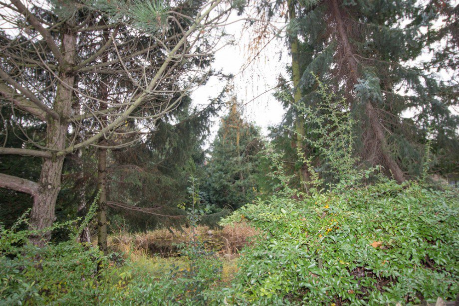 verwildertes Grundst�ck Einfamilienhaus Sch�nefeld