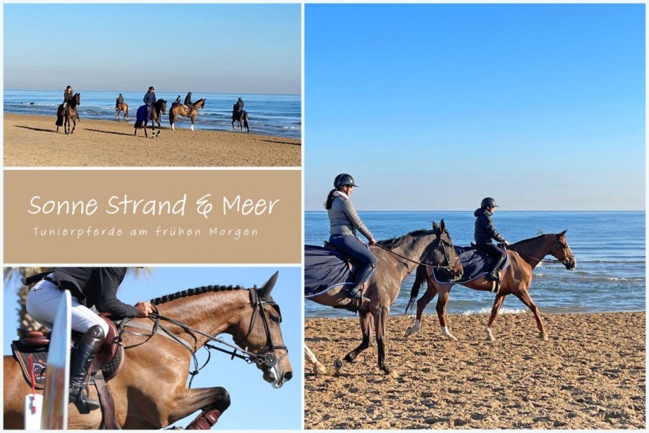 Turnierpferde am Strand Penthousewohnung Oliva